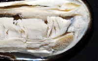 臺灣深海殼菜蛤藏品圖，第4張