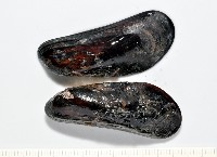 臺灣深海殼菜蛤藏品圖，第5張