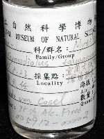 臺灣深海殼菜蛤藏品圖，第6張