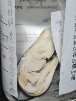 臺灣深海殼菜蛤藏品圖，第8張