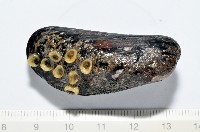 臺灣深海殼菜蛤藏品圖，第1張
