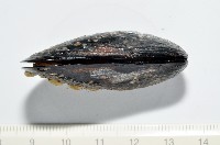 臺灣深海殼菜蛤藏品圖，第2張