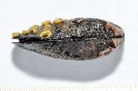 臺灣深海殼菜蛤藏品圖，第3張