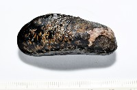 臺灣深海殼菜蛤藏品圖，第4張