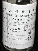 臺灣深海殼菜蛤藏品圖，第6張