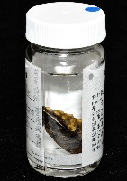 臺灣深海殼菜蛤藏品圖，第7張