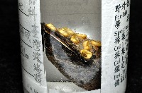 臺灣深海殼菜蛤藏品圖，第8張