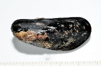 臺灣深海殼菜蛤藏品圖，第1張