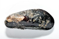 臺灣深海殼菜蛤藏品圖，第2張