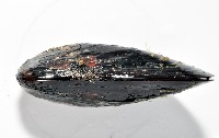 臺灣深海殼菜蛤藏品圖，第3張