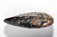 臺灣深海殼菜蛤藏品圖，第4張