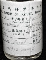 臺灣深海殼菜蛤藏品圖，第6張