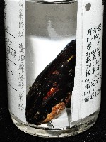 臺灣深海殼菜蛤藏品圖，第8張