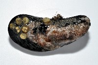 臺灣深海殼菜蛤藏品圖，第2張