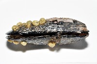 臺灣深海殼菜蛤藏品圖，第3張