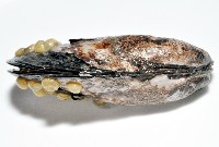 臺灣深海殼菜蛤藏品圖，第4張