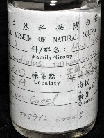 臺灣深海殼菜蛤藏品圖，第6張