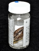 臺灣深海殼菜蛤藏品圖，第7張