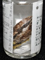 臺灣深海殼菜蛤藏品圖，第8張