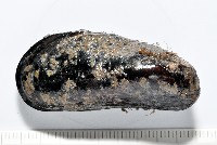 臺灣深海殼菜蛤藏品圖，第1張