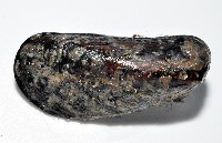 臺灣深海殼菜蛤藏品圖，第2張