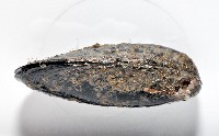 臺灣深海殼菜蛤藏品圖，第3張