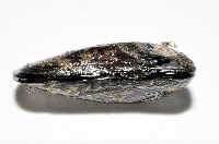 臺灣深海殼菜蛤藏品圖，第4張