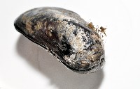 臺灣深海殼菜蛤藏品圖，第5張