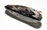 臺灣深海殼菜蛤藏品圖，第6張