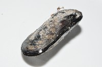 臺灣深海殼菜蛤藏品圖，第7張