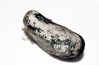 臺灣深海殼菜蛤藏品圖，第8張