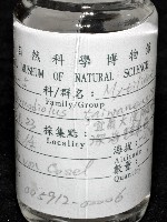 臺灣深海殼菜蛤藏品圖，第10張