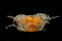 臺中豆蟹藏品圖，第3張