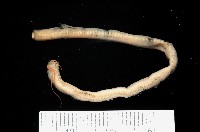 刺管薩歐蟲藏品圖，第2張