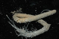 刺管薩歐蟲藏品圖，第3張