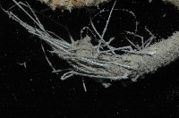 刺管薩歐蟲藏品圖，第4張