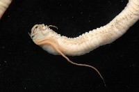 刺管薩歐蟲藏品圖，第6張