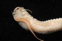 刺管薩歐蟲藏品圖，第8張