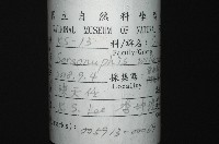 刺管薩歐蟲藏品圖，第12張