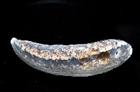 寶山蛞蝓(新種)藏品圖，第4張
