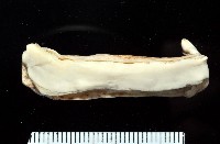 寶山蛞蝓(新種)藏品圖，第2張