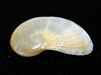 清平扁玉螺藏品圖，第3張