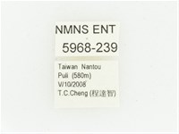 偽橫斑黑花金龜藏品圖，第2張