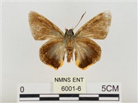 褐翅綠弄蝶藏品圖，第1張