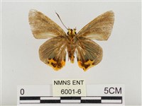 褐翅綠弄蝶藏品圖，第2張