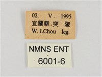 褐翅綠弄蝶藏品圖，第3張