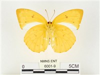 黃裙遷粉蝶藏品圖，第2張