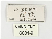 黃裙遷粉蝶藏品圖，第3張