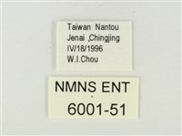 燕尾紫灰蝶藏品圖，第3張
