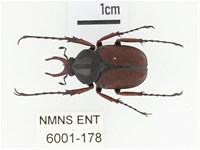 下村角金龜藏品圖，第1張